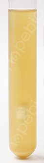 大肠埃希氏菌  ATCC25922