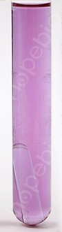 金黄色葡萄球菌  CMCC26003