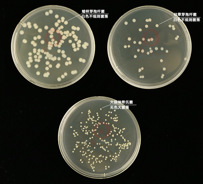 不同细菌在营养琼脂上的生长特征：