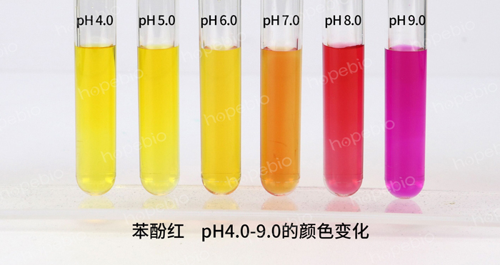 苯酚红