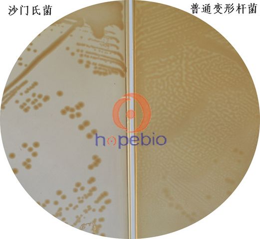 沙门氏菌、变形杆菌/